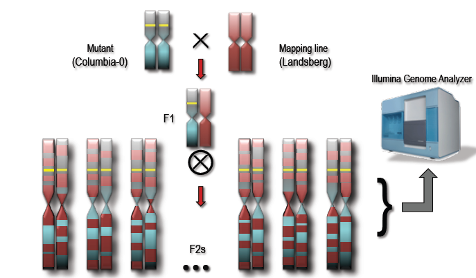 Consider crossing two chromosomes. Recombination causes the parts furthest from the selected mutation to lose the homozygous mutations as a function of distance from the selected mutation. Source: Ryan Austin, http://bar.utoronto.ca/ngm/description.html
