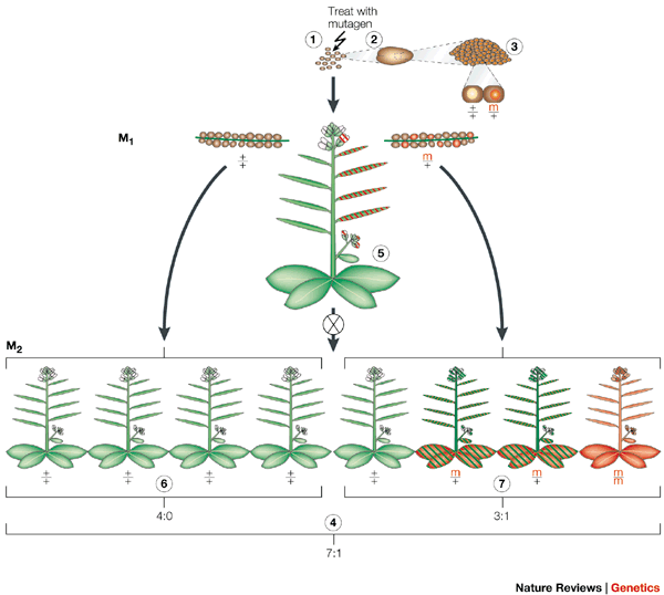A plant mutagenesis - or inducing heritable mutations - from Page & Grossniklaus, Nature Reviews Genetics 3, 124-136 doi:10.1038/nrg730