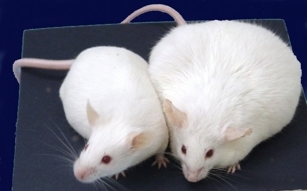 One of these mice is not like the other mice - it has a phenotype change