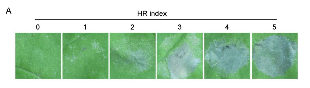 An HR index picture