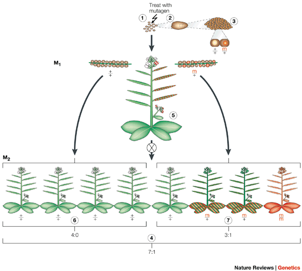 A plant mutagenesis scheme from Page and Grossniklaus (2002).